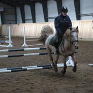 Knabstrupper musse<3