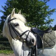 Sportsaraber (A) Cæsar R.I.P