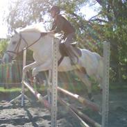 Sportsaraber (A) Cæsar R.I.P