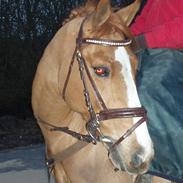 Anden særlig race Felix