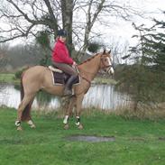 Anden særlig race Felix