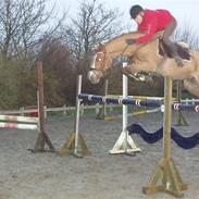 Anden særlig race Felix