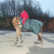 Anden særlig race Felix