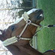 Dansk Varmblod Eriksmindes Prins *RIP*