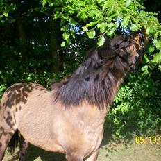 Anden særlig race Tino (solgt)