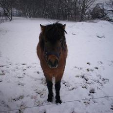 Anden særlig race Tino (solgt)