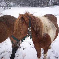 Shetlænder Freja (solgt)