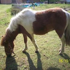 Shetlænder Freja (solgt)