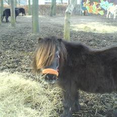 Anden særlig race Blackie *R.I.P* 