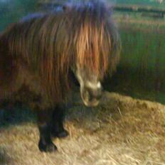 Anden særlig race Blackie *R.I.P* 