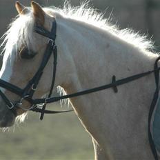 Welsh Mountain (sec A)  Blanding, Flicka