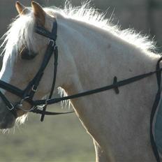 Welsh Mountain (sec A)  Blanding, Flicka