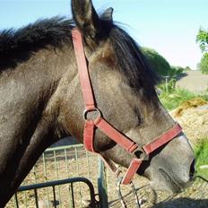 Anden særlig race Playboy comet. solgt