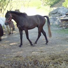 Anden særlig race Playboy comet. solgt