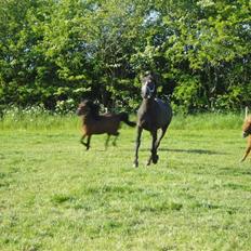 Anden særlig race Playboy comet. solgt