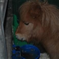 Shetlænder Snuske (givet væk)