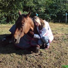 Fuldblod (XX) Tramal (Solgt)