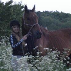 Fuldblod (XX) Tramal (Solgt)