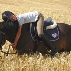 Welsh Mountain (sec A) Rambo Tyson