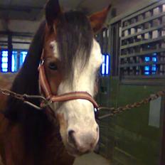 Welsh Pony (sec B) Ryttegårdens Bluie