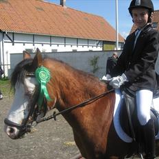 Welsh Pony (sec B) Ryttegårdens Bluie