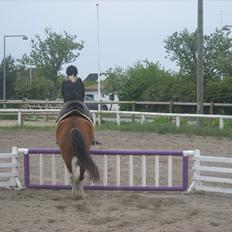 Welsh Pony (sec B) Ryttegårdens Bluie