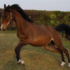 DSP Møgelholtgårds Kiss Me B-PONY