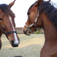 DSP Møgelholtgårds Kiss Me B-PONY