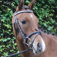 DSP Møgelholtgårds Kiss Me B-PONY