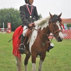 Hollandsk Sportspony Marloes- B-Pony 