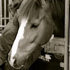 New Forest Orchid`s Champer solgt :/