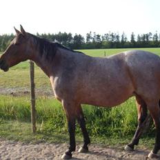 Traver Badutski  16/10-08