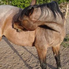 Traver Badutski  16/10-08