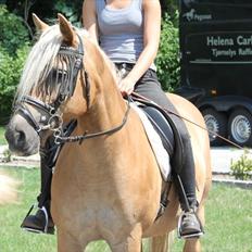 Tyroler Haflinger Morella