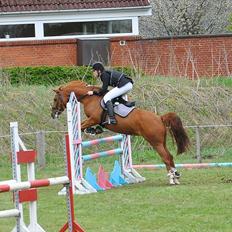 Tysk Sportspony Celette 