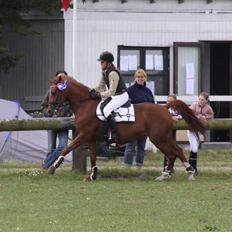 Tysk Sportspony Celette 