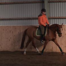 Tysk Sportspony Celette 