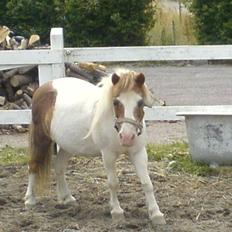 Shetlænder fanny( aflivet):(