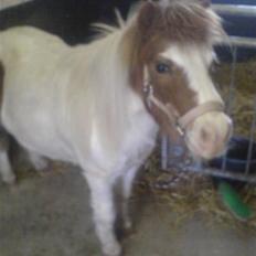Shetlænder fanny( aflivet):(