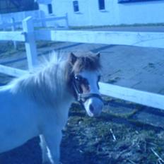 Shetlænder fanny( aflivet):(