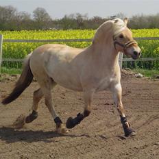 Fjordhest Dybdals Nikita