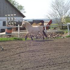 Fjordhest Dybdals Nikita