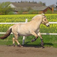 Fjordhest Dybdals Nikita
