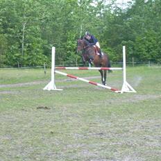 Anden særlig race Liberty
