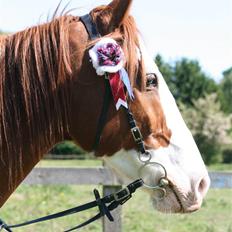 Anden særlig race Mistral (Baby) †22/9-08†