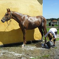 Dansk Varmblod Aalykkegaardens Ferrari