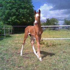 Dansk Varmblod Aalykkegaardens Ferrari