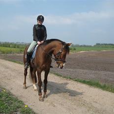 Sportsaraber (A) Shahs Poseidon Dihantho