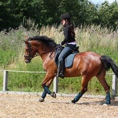 Anden særlig race Villiza RIP