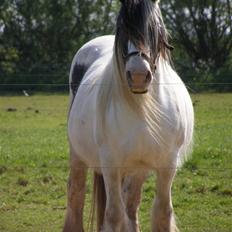 Irish Cob Medusa